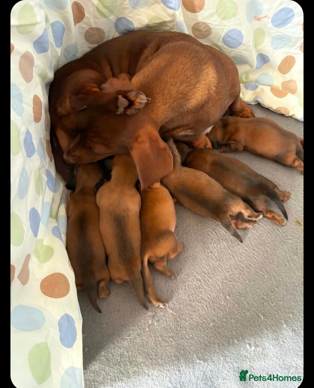 Miniature Dachshund dogs for stud: Beautiful Long Haired Full Cream Dachshund *Stud* - Advert 21