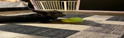 German Shepherd dogs for sale: Female German shepherd  - Advert 3