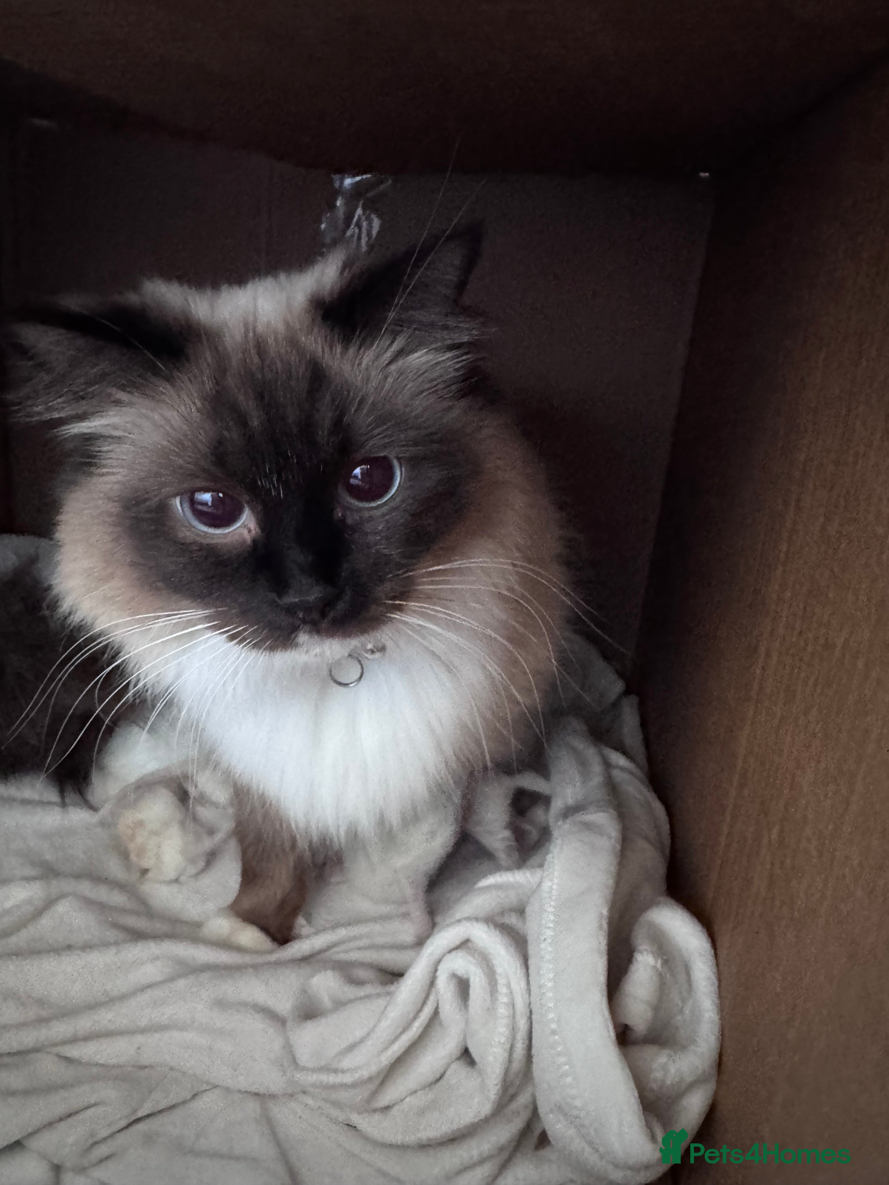 Ragdoll cats Beautiful Ragdoll Kittens - Advert 2