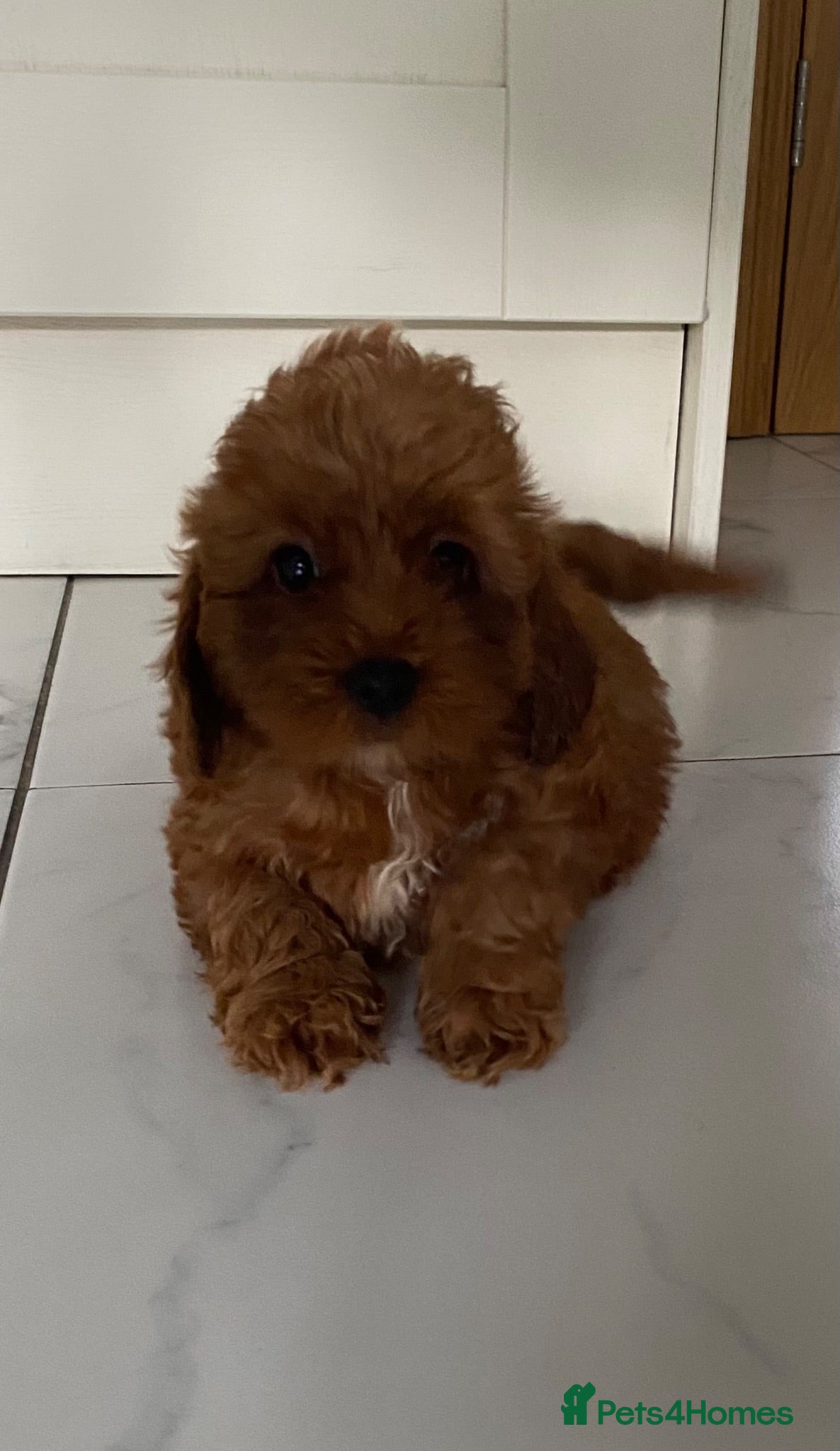 Cavapoo dogs ❤️ Red Cavapoo F1B Girls ❤️ - Advert 2