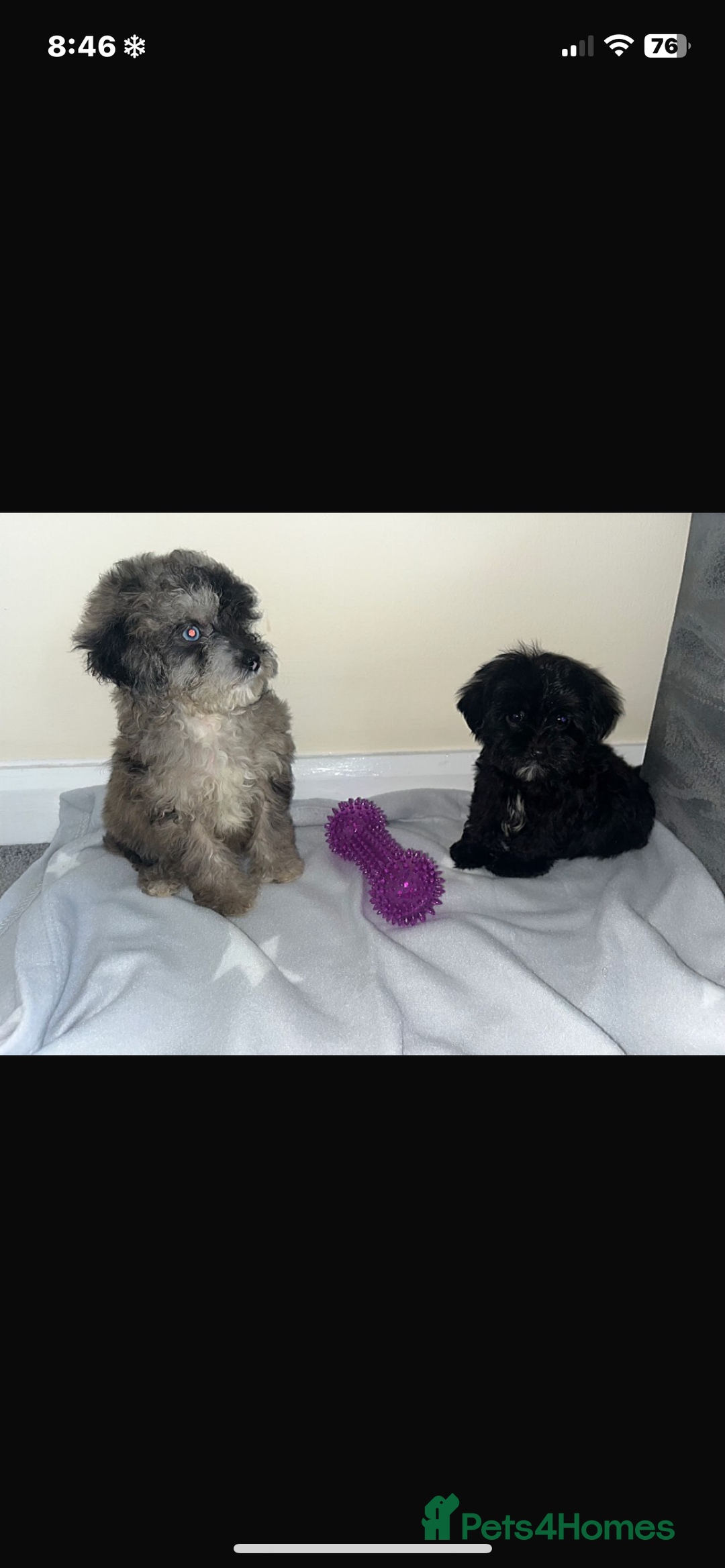Cavapoo dogs for sale: Stunning cavapoo puppies  - Image 2