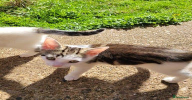 Mixed Breed cats - Advert 7
