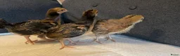 Mixed Breed livestock for sale: Three Week Old Mixed Chicks - Advert 1