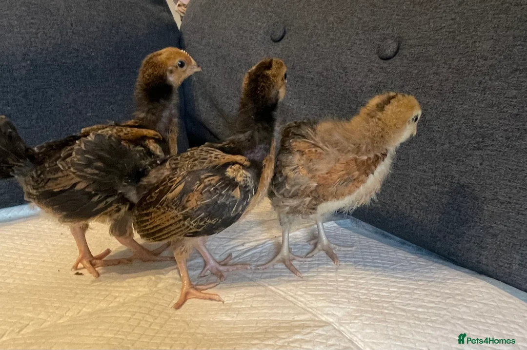 Mixed Breed livestock for sale: Three Week Old Mixed Chicks - Advert 1