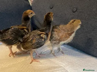 Mixed Breed livestock Three Week Old Mixed Chicks - Advert 4