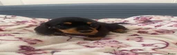 Dachshund dogs for sale: 5 lovely dachshund pups - Advert 23