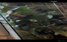 Gecko reptiles for sale: Crested geckos breeding pair - Image 4