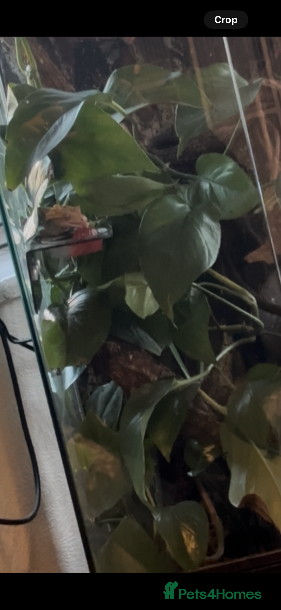 Gecko reptiles for sale: Crested geckos breeding pair - Image 4