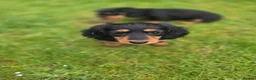 Miniature Dachshund dogs for sale: Longhaired miniature dachshund  - Advert 4