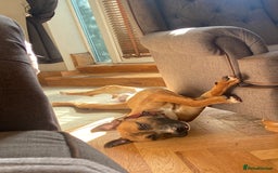 Mixed Breed dogs for sale: Staffy Cross - Image 6