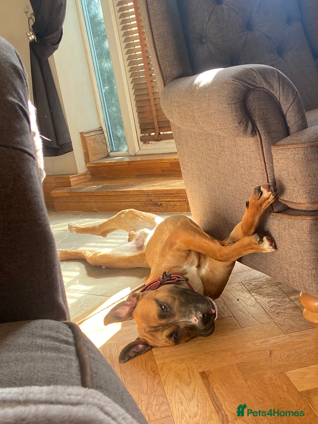 Mixed Breed dogs for sale: Staffy Cross - Image 6