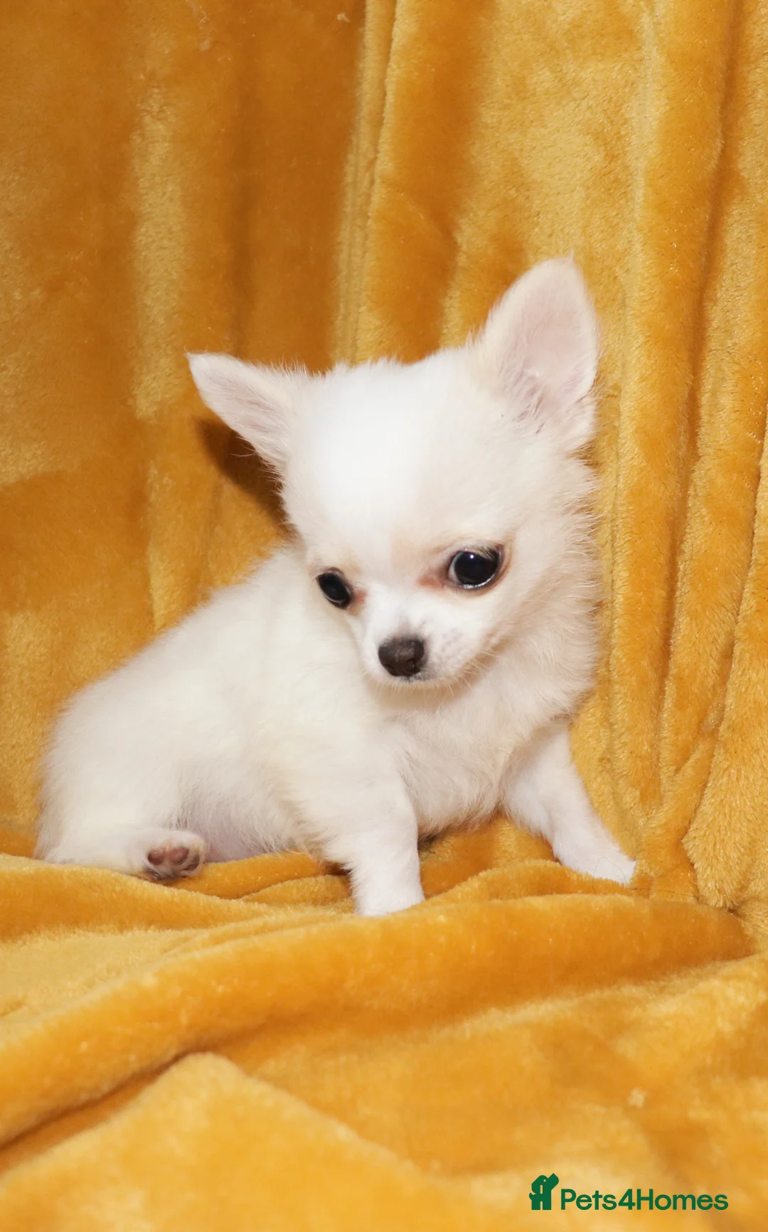 Chihuahua dogs for stud: STUD: Gorgeous White Long Coat Chihuahua  in Aldershot - Advert 16