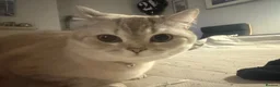 British Shorthair cats for sale: stunning 1 year old BSH cat in Preston - Advert 7