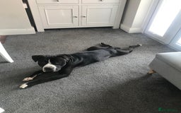 Staffordshire Bull Terrier dogs for sale: Enzo & Elsa - Image 4