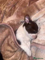 Chihuahua dogs - Advert 3