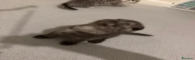 British Shorthair 2