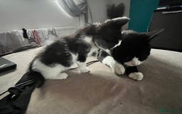 Mixed Breed cats for sale: Lil girl looking for her forever home - Image 9