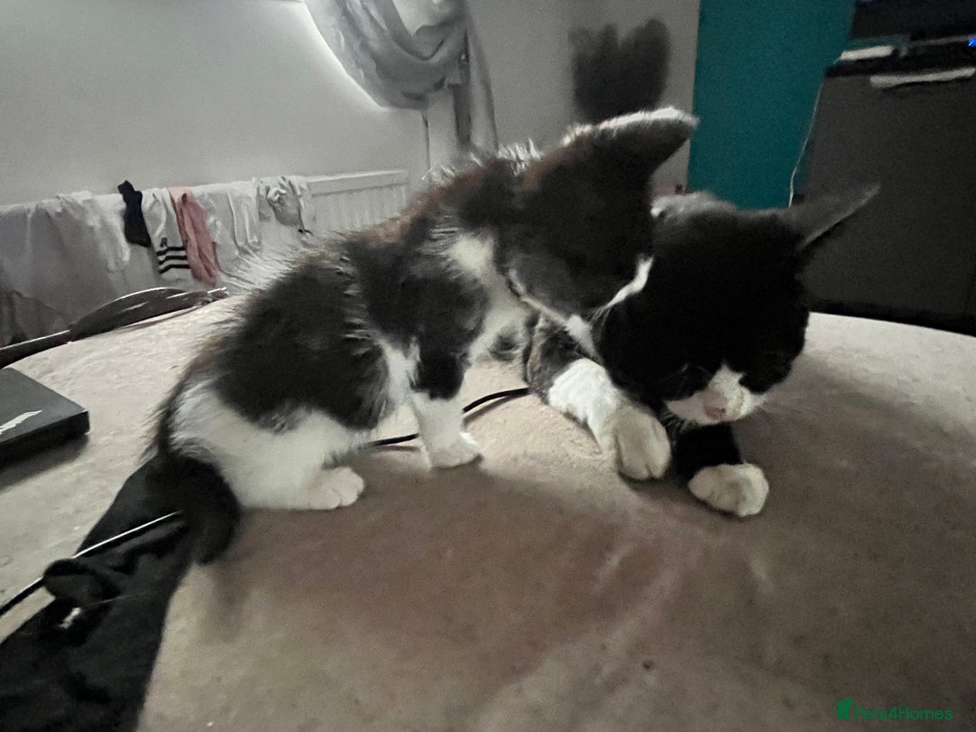 Mixed Breed cats for sale: Lil girl looking for her forever home - Image 9