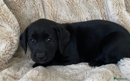 Labrador Retriever dogs for sale: Adorable Labrador puppies - Image 6