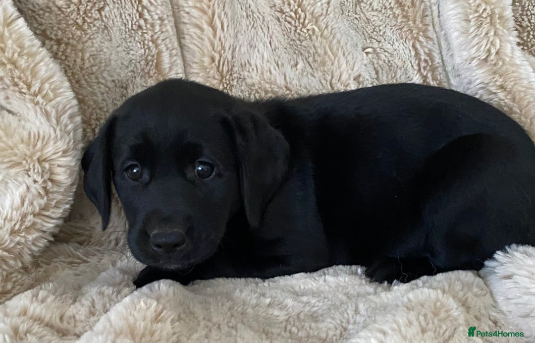 Labrador Retriever dogs for sale: Adorable Labrador puppies - Image 6