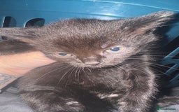 British Shorthair cats for sale: 5 black and white kittens - Image 4