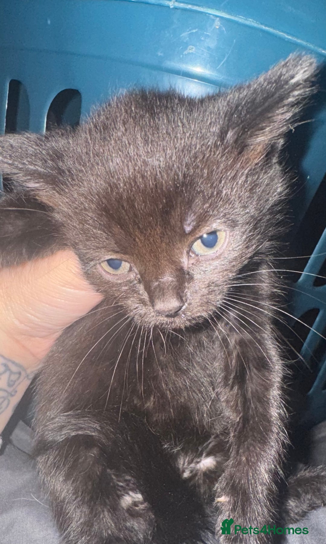 British Shorthair cats for sale: 5 black and white kittens - Image 4