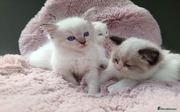 Ragdoll cats for sale: ***Ready Now Ragdoll Boys Ready For New Homes. - Image 4