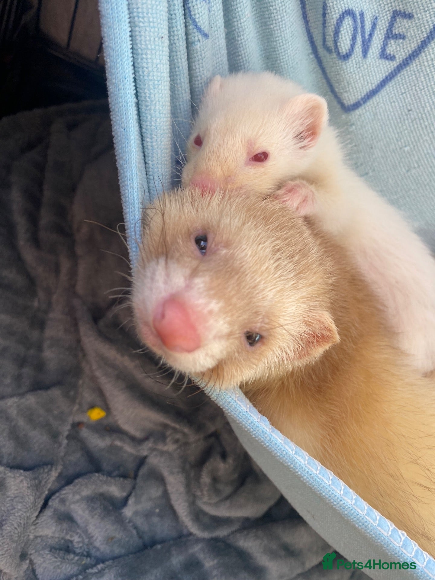Ferret rodents 15 week old male ferret  - Advert 14