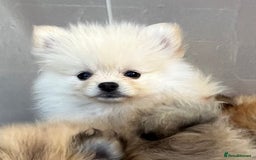 Pomeranian dogs for sale: Pomeranian  puppies  - Image 22