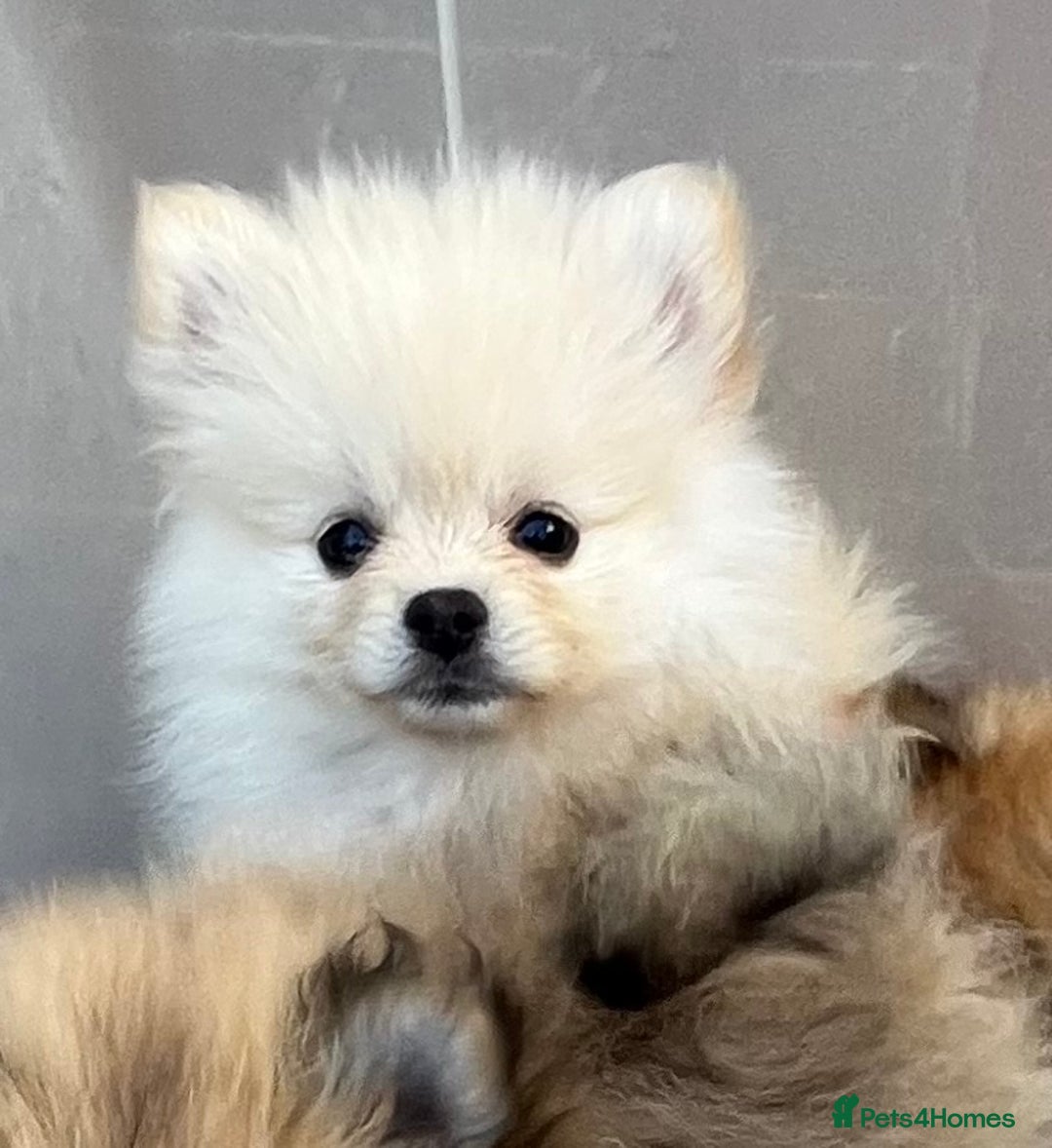 Pomeranian dogs for sale: Pomeranian  puppies  - Image 22