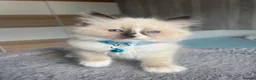 Ragdoll cats for sale: Pedigree Ragdoll kittens  - Advert 4