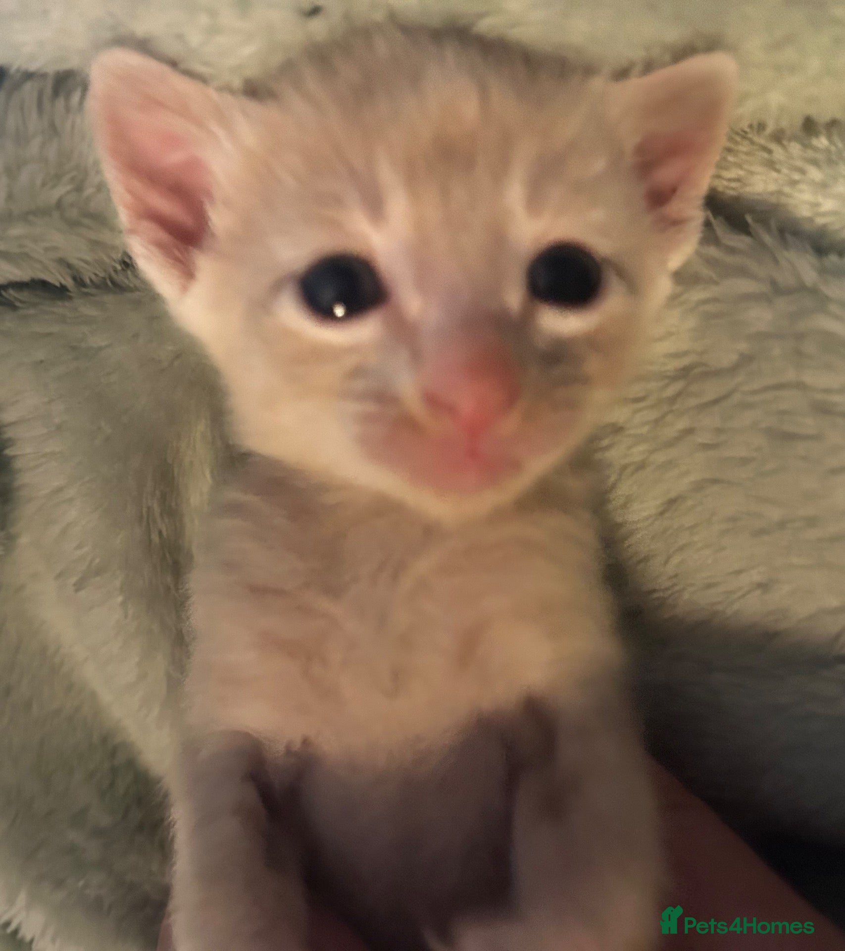 Siamese cats for sale: BSH X Lilac Point Siamese  - Advert 1