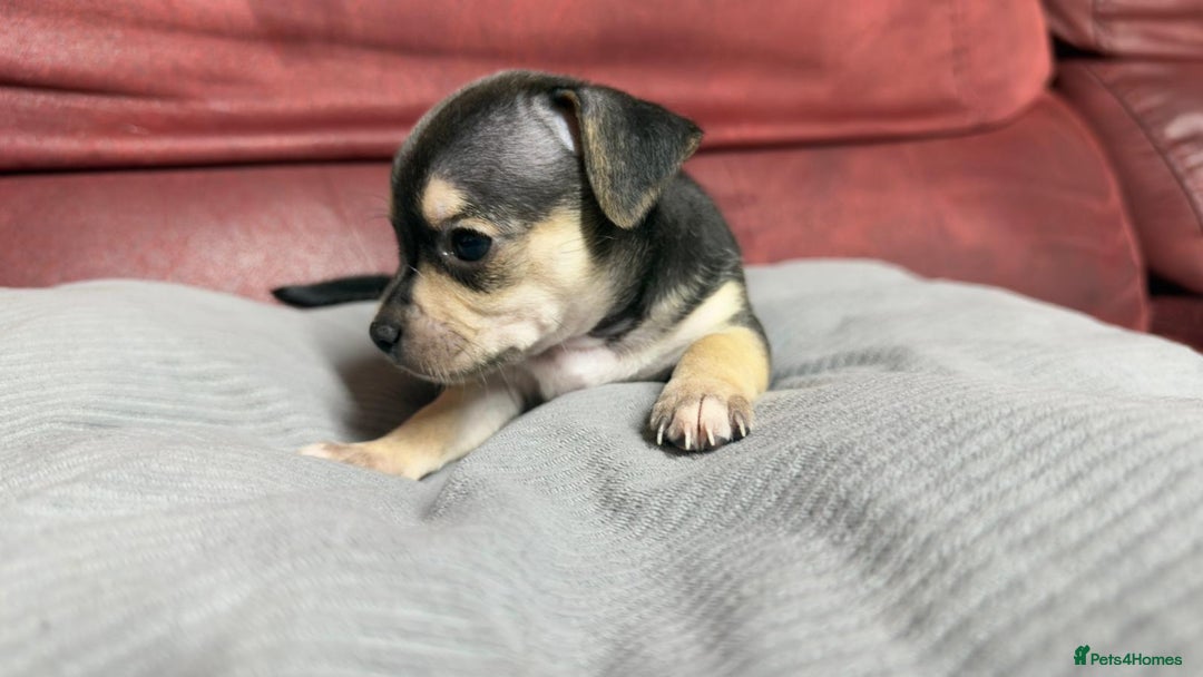 Chihuahua dogs for sale: Chihuahua Boys  - Image 7