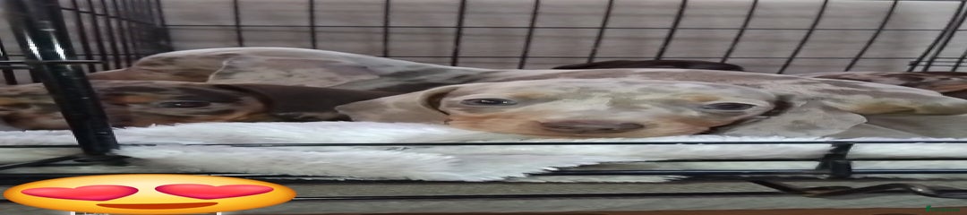 Miniature Dachshund Puppy 4