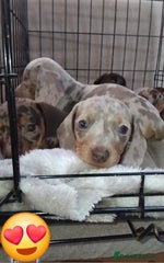 Miniature Dachshund Puppy 4