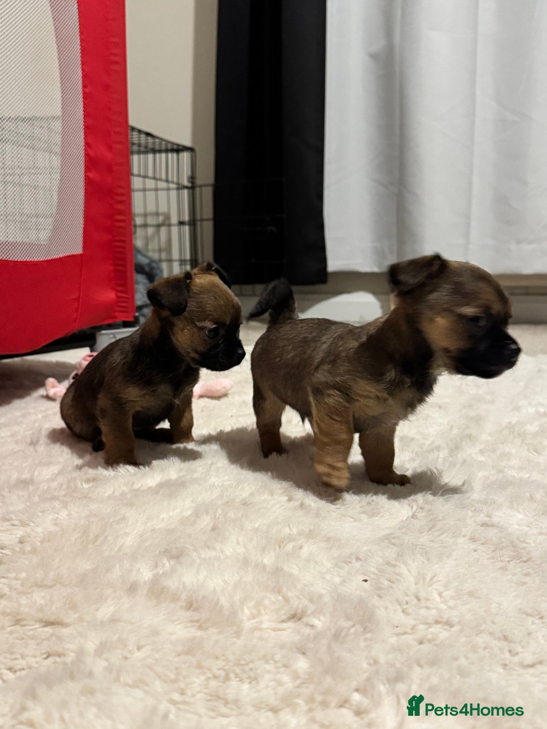 Chorkie dogs for sale: Two gorgeous wee chorkies  - Advert 5