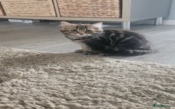 Persian cats for sale: Persian Kittens ready now  - Image 16