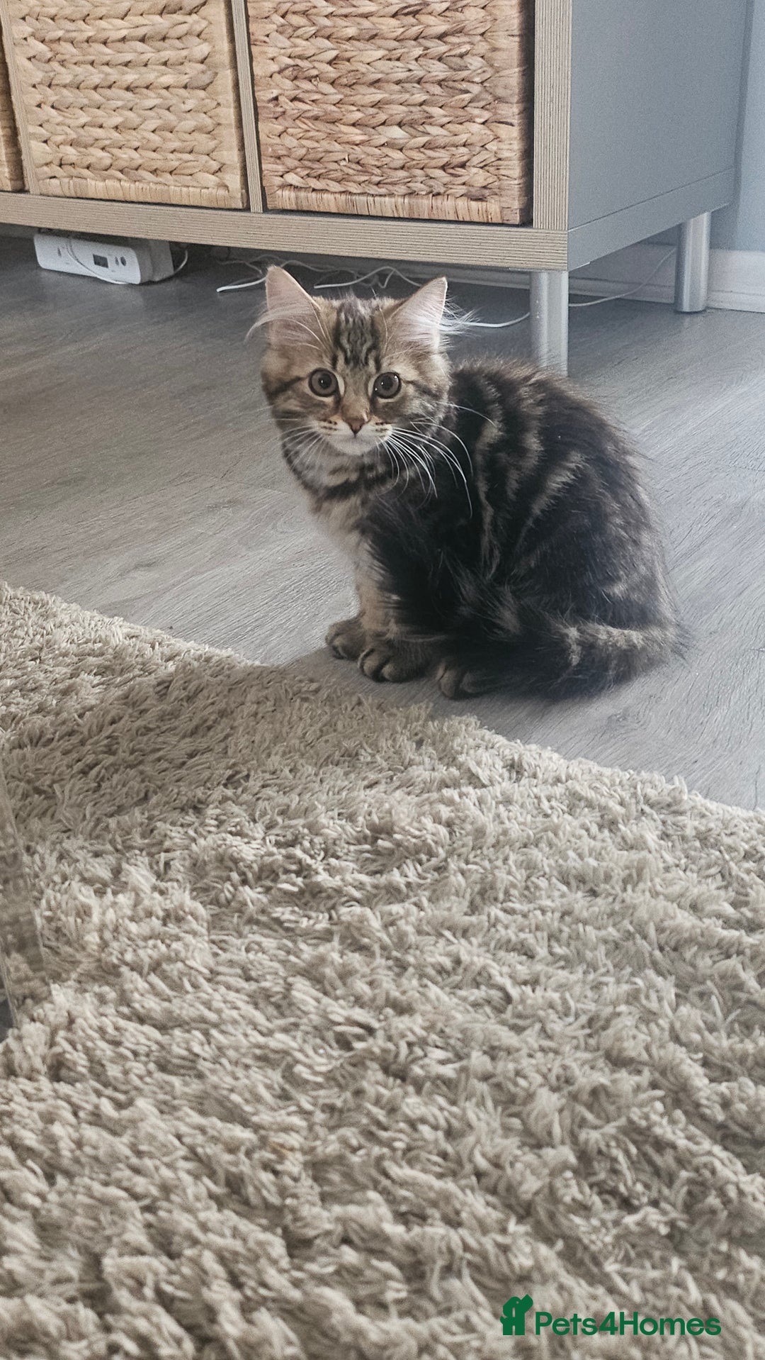 Persian cats for sale: Persian Kittens ready now  - Image 16
