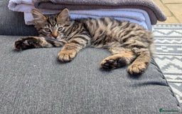Bengal cats for sale: 2 beautiful Bengal x kittens ready for new home  - Image 10