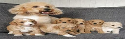 Poochon dogs for sale: Superb F1b Poochon Puppies  - Advert 10