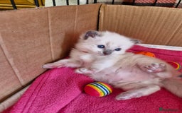 Ragdoll cats for sale: Ragdoll Kittens Available  - Image 21