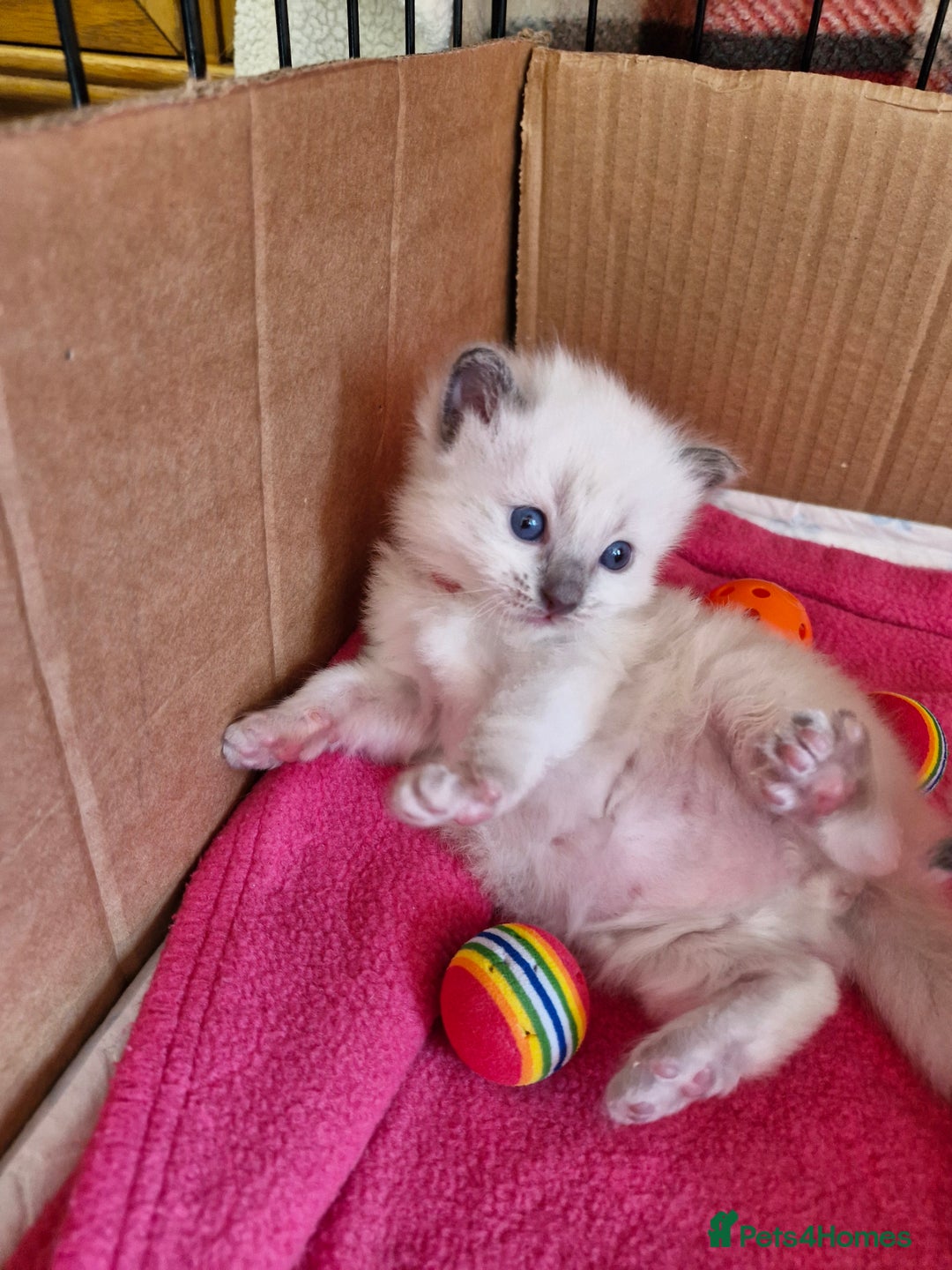 Ragdoll cats for sale: Ragdoll Kittens Available  - Image 21