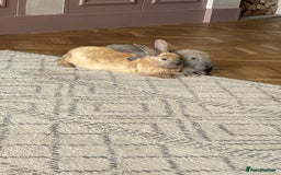French Lop rabbits for sale: bonnie and barney bonded pair - Image 3