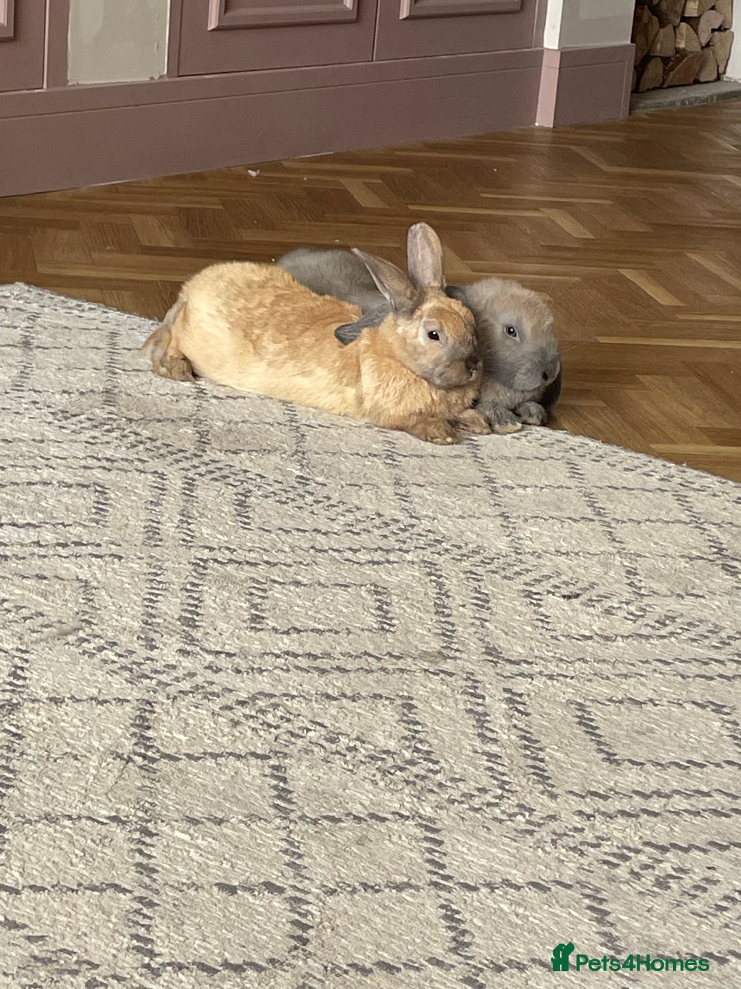 French Lop rabbits for sale: bonnie and barney bonded pair - Image 3