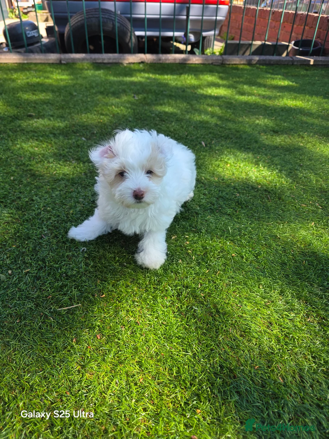 Maltipoo dogs for sale: Multipoo 1 girl - Advert 1