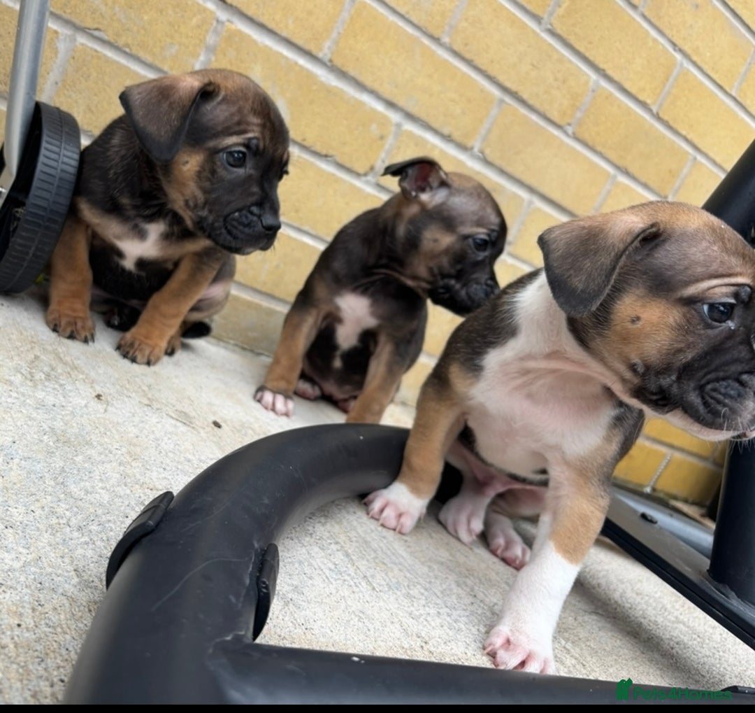 Mixed Breed dogs for sale: Bulldog/staffy pups  - Image 7