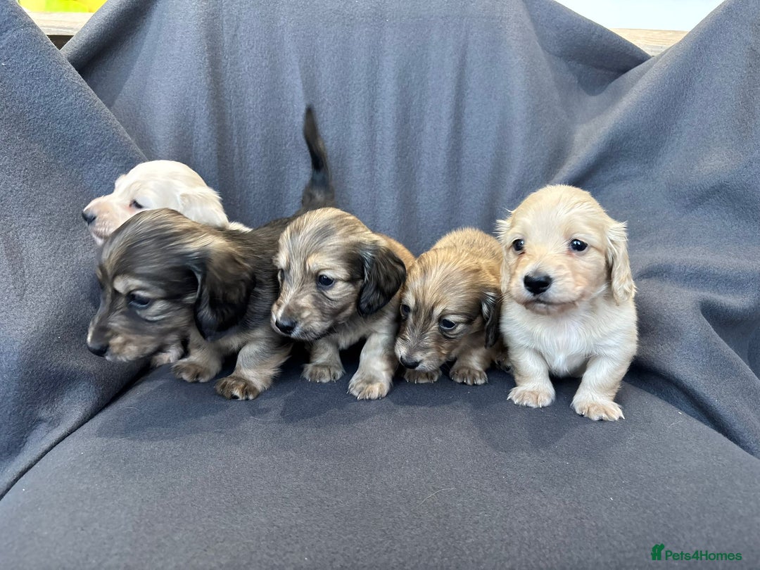 Miniature Dachshund dogs for sale: Quality, Cream, Long Haired Miniature Dachshunds  - Advert 6