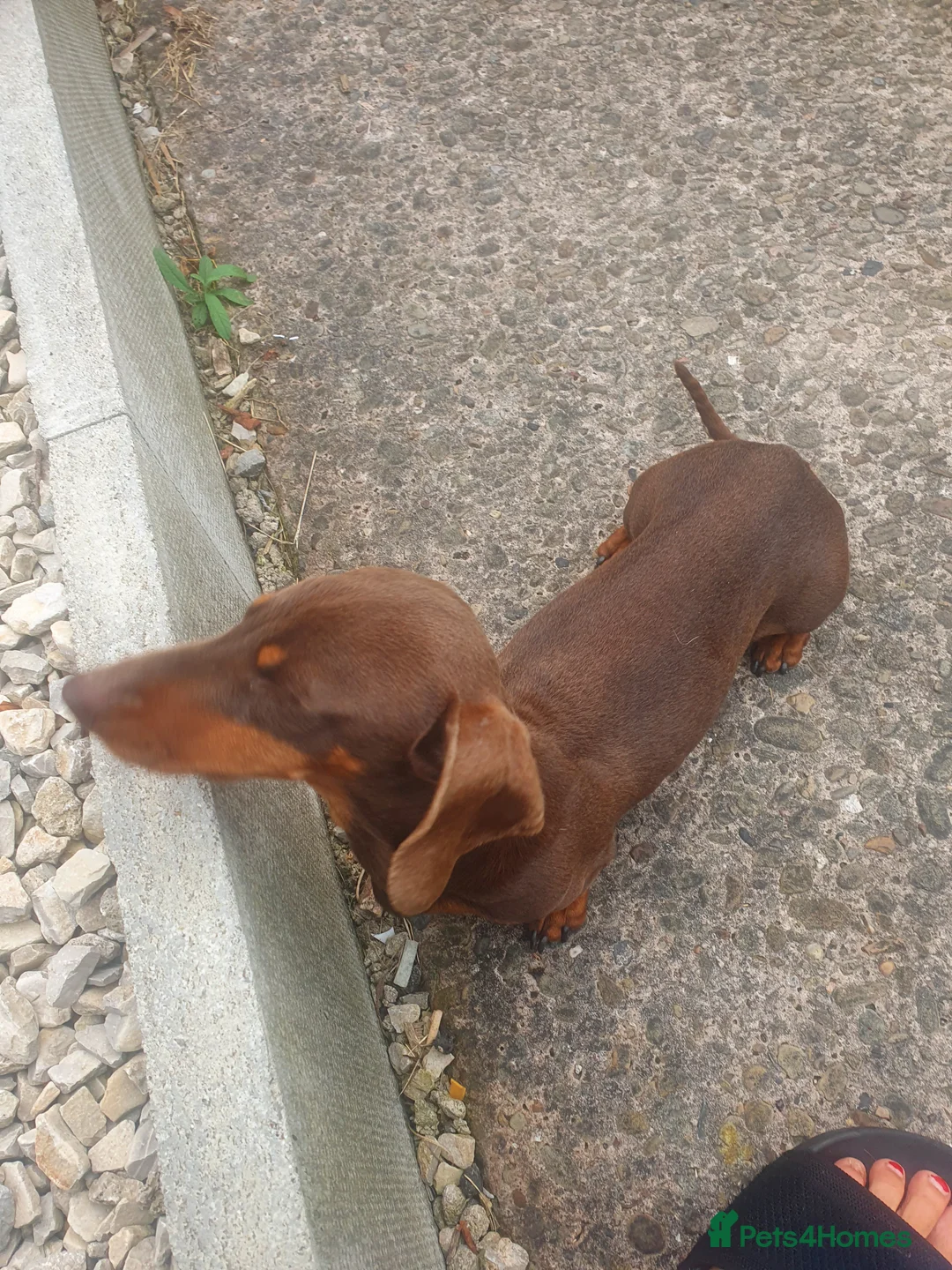 Miniature Dachshund dogs for stud: TINY KC REG HEREDITARY PRA CLEAR PROVEN in Pontefract - Advert 12