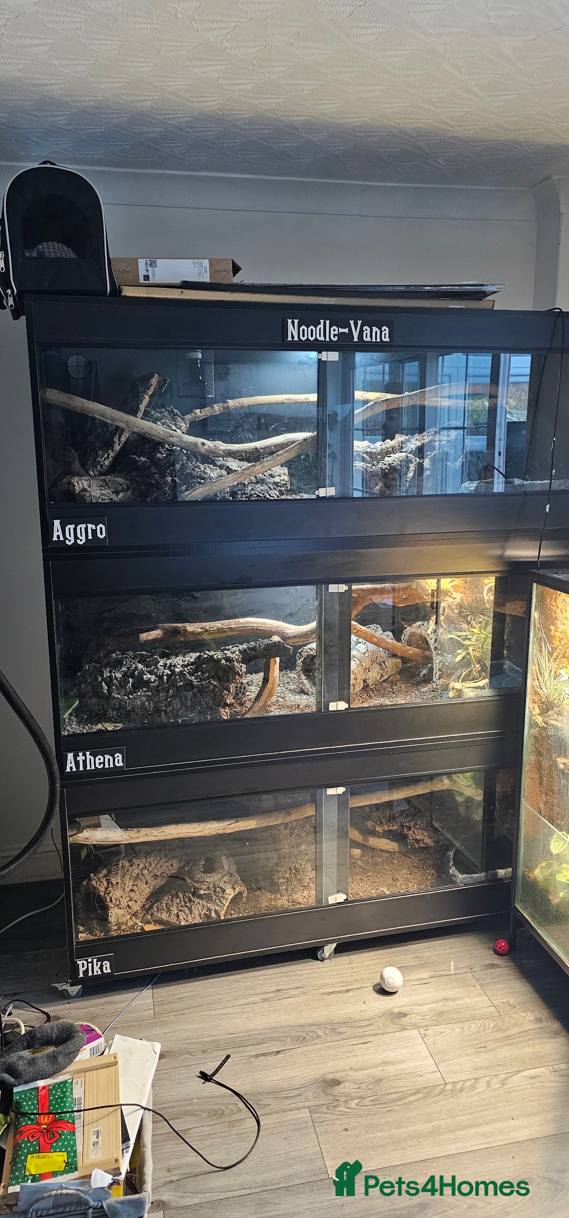 Mixed Breed reptiles Ball pythons ,geckos , pacman frogs , bearded drag - Advert 16