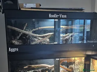 Mixed Breed reptiles Ball pythons ,geckos , pacman frogs , bearded drag - Advert 5